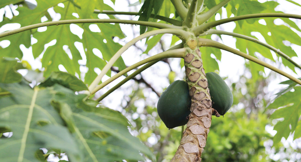 Let’s Eat Fruit, and their Leaves?
